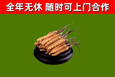 莱山回收冬虫夏草