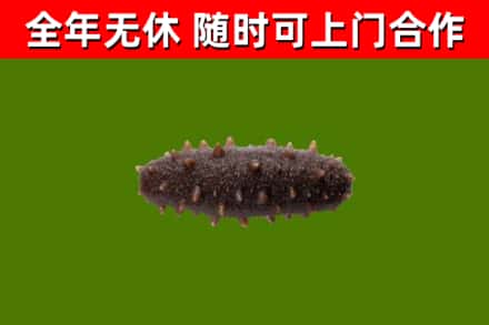 莱山回收海参干